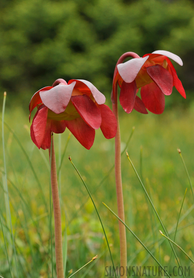 Sarracenia purpurea [180 mm, 1/320 sec at f / 13, ISO 1600]